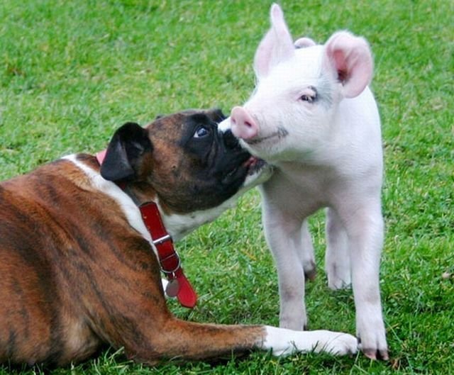 свинья на шашлыки едет. Смотреть фото свинья на шашлыки едет. Смотреть картинку свинья на шашлыки едет. Картинка про свинья на шашлыки едет. Фото свинья на шашлыки едет свинья на шашлыки едет. Смотреть фото свинья на шашлыки едет. Смотреть картинку свинья на шашлыки едет. Картинка про свинья на шашлыки едет. Фото свинья на шашлыки едет