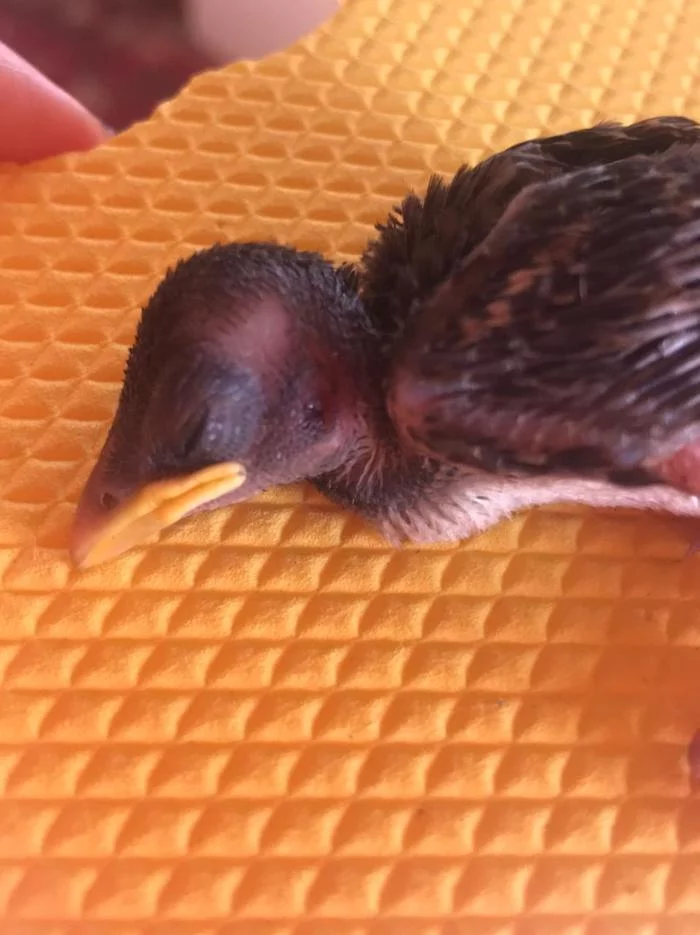 Found a chick, what to do? - Help, Vet, Bird watchers, Chick, Birds, Need advice