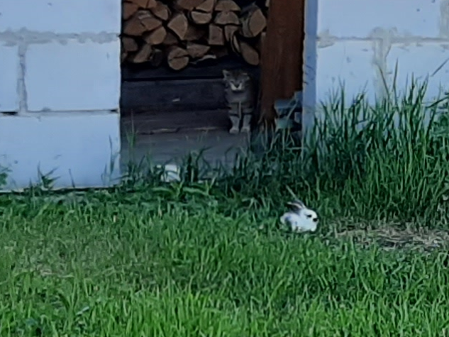 How to correctly assess the situation, plan an attack or tactical retreat (guide for seals) - My, cat, Rabbit, Livestock breeding, Longpost