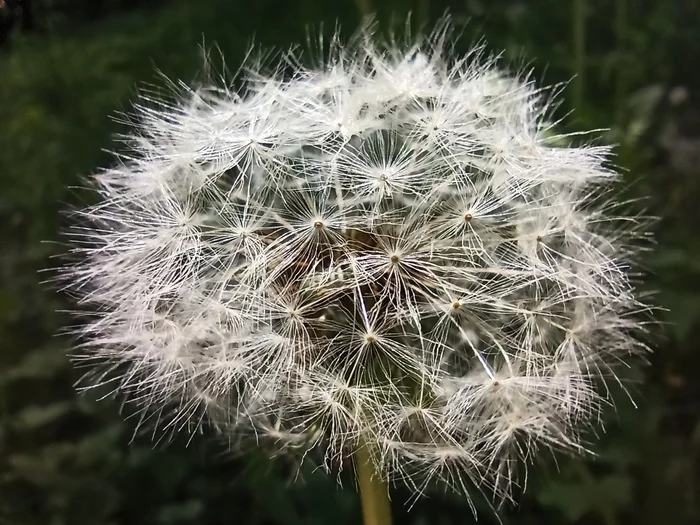 Macro on Xiaomi 8pro - My, Mobile photography, Macro photography, Dandelion, Technics