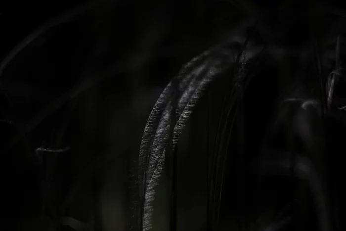 Night feather grass - My, Feather grass, I want criticism, Night shooting