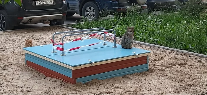 Serious Security - My, cat, Milota, Pets, Sandbox