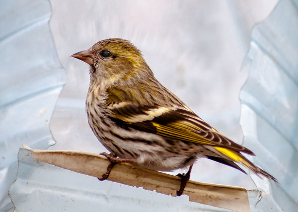 Help identify birds - My, What kind of bird?, The photo