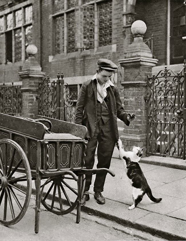Cat Butcher | - My, Profession, London, 19th century, Story, Informative, Salesman, Butcher, Video, Longpost