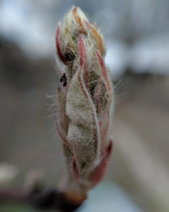 kidneys - Longpost, The photo, I want criticism, Nature, Spring, My