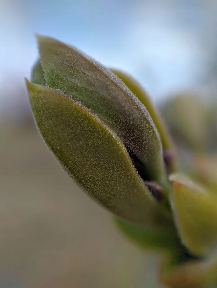 kidneys - Longpost, The photo, I want criticism, Nature, Spring, My