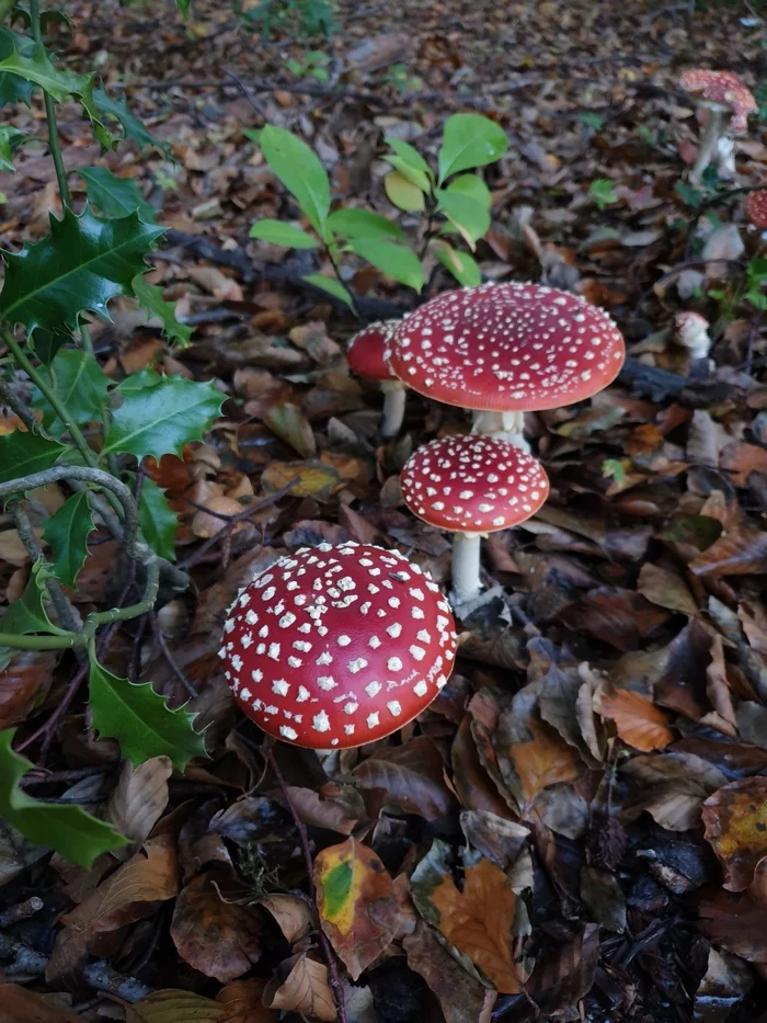 Fly agaric looks appetizing but dangerous - My, Fly agaric, Netherlands, Nature, Mushrooms, Netherlands (Holland)
