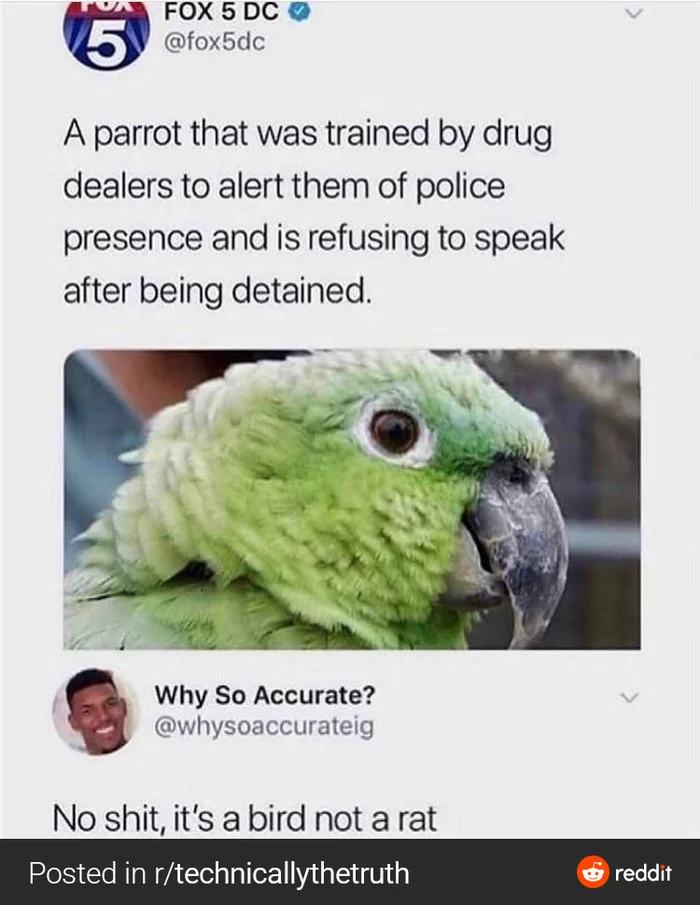 Accomplice Parrot - Reddit, Humor, Picture with text, A parrot