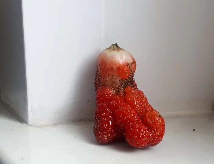 Living in a world so cold - My, Loneliness, The photo, , Strawberry (plant)