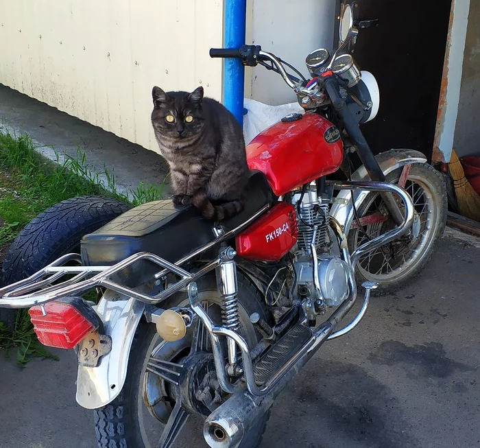 Motocat - My, cat, Motorcycles