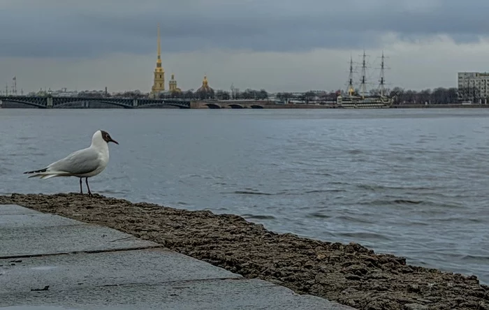 Embankment Kutuzov - My, Seagulls, Saint Petersburg, Neva, The photo, I want criticism