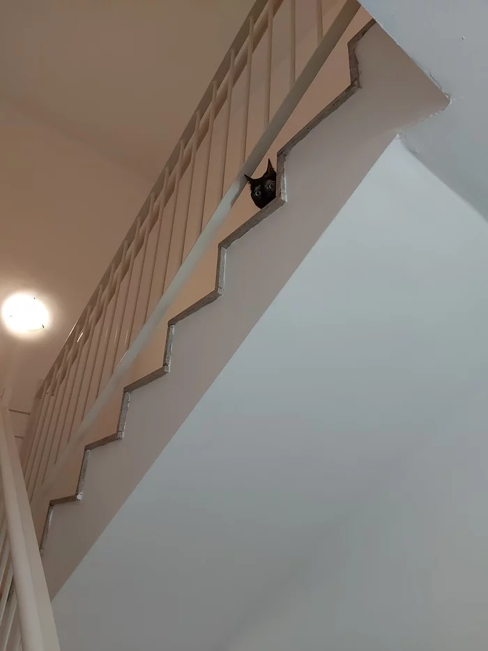 You got noticed - My, cat, Stairs, You got noticed, Black cat