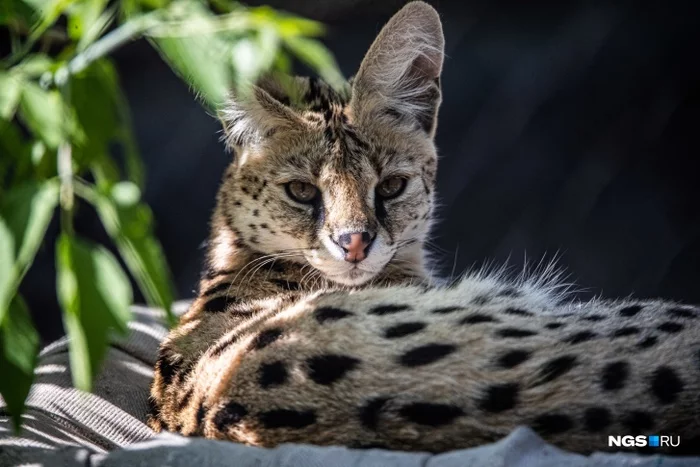 This serval knows he's beautiful - Serval, Small cats, Cat family, Wild animals, The photo, Novosibirsk Zoo, Zoo, Animals