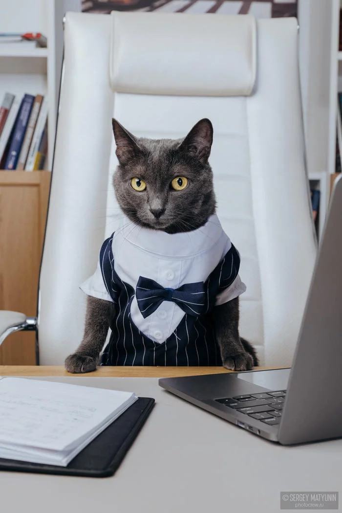 True Business Cat - Моё, Кот, Business Cat, Длиннопост