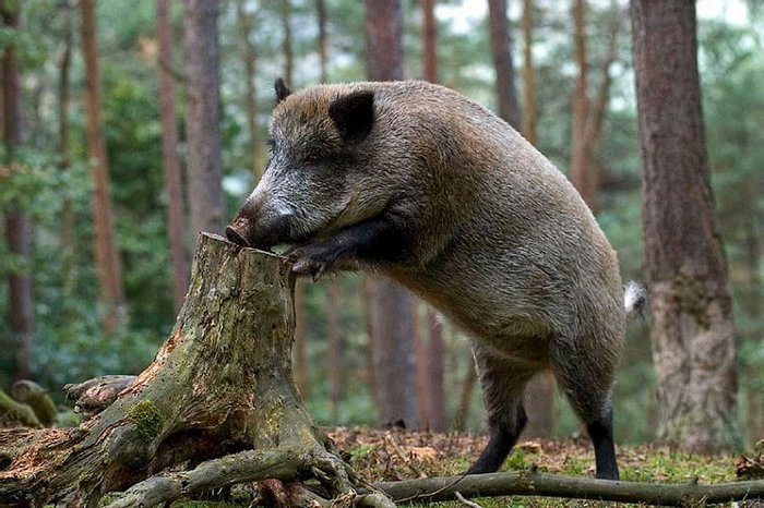 A wild boar ran through the forest - My, Story, Author's story