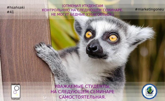 Every teacher cares about students - My, University, University, Teacher, Students, Test, Independent work, Animals, Lemur, , Memes, Picture with text