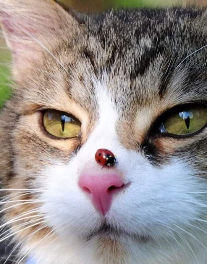 Summer on the nose - cat, ladybug