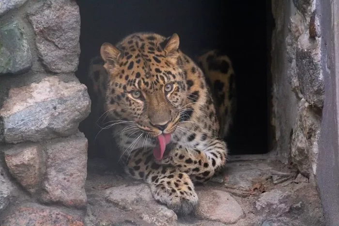 Leopard in the Kaliningrad Zoo celebrated its 14th anniversary - Leopard, Far Eastern leopard, Big cats, Kaliningrad Zoo, Zoo, Birthday, Kaliningrad, Cat family, , Animals, Predator, Red Book