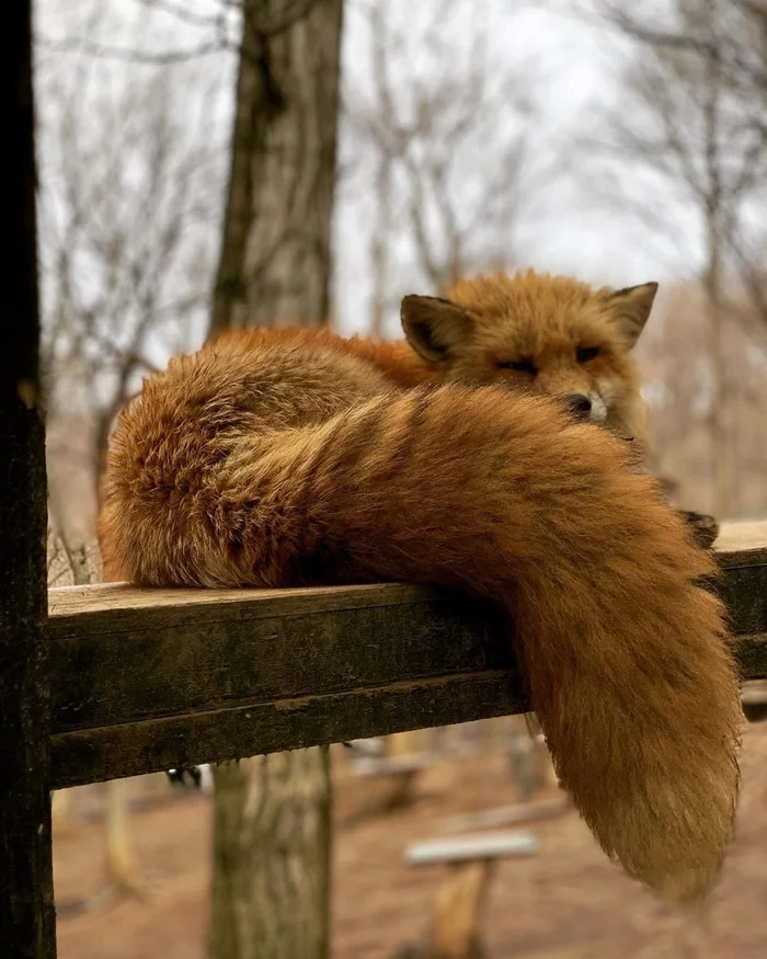 Tired - My, Fox, The nature of Russia, Chanterelles against cats, Redheads, Longpost