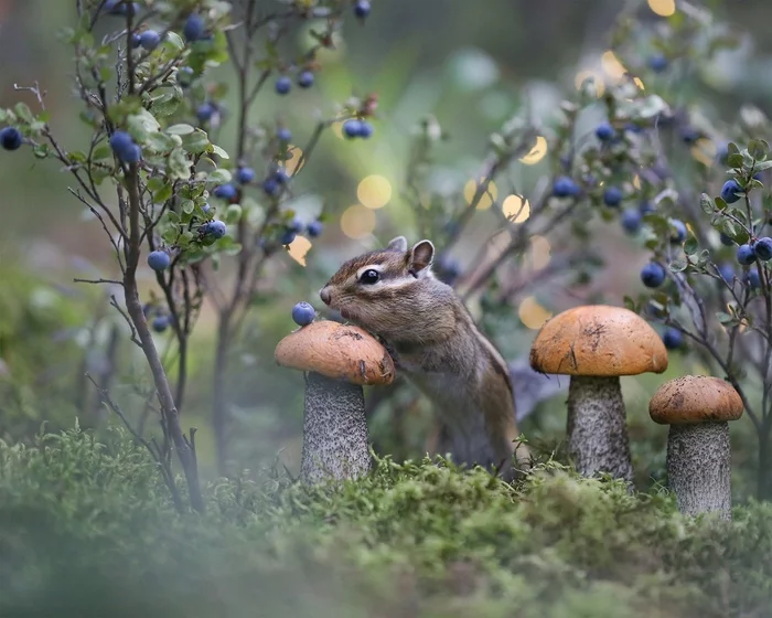 Hey bartender! To the first table of beer! - Chipmunk, Rodents, Boletus, Mushrooms, Berries, wildlife, The photo, Milota