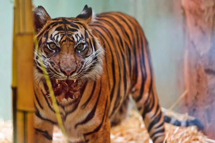 Sumatran tigress with cubs - Tiger, Big cats, Animals, Zoo, The photo, Cat family, Longpost, Tiger cubs