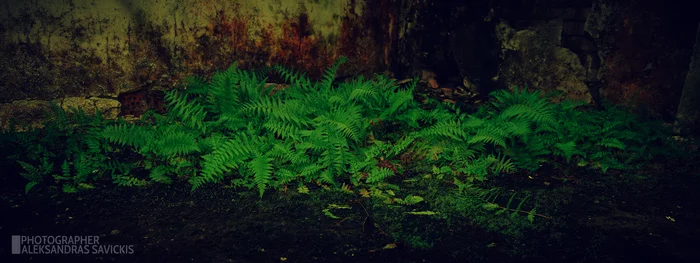 Spore plant with large, strongly dissected leaves - My, Fern, The photo, Abandoned, After U.S