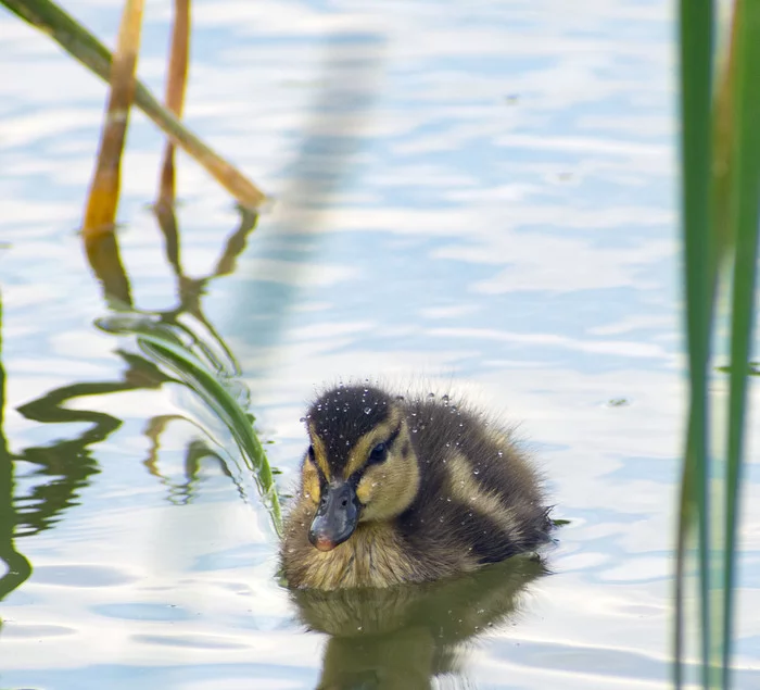 Last day of spring - My, Birds, Nature, Photo hunting, Hobby, The nature of Russia, wildlife, May, Video, Longpost