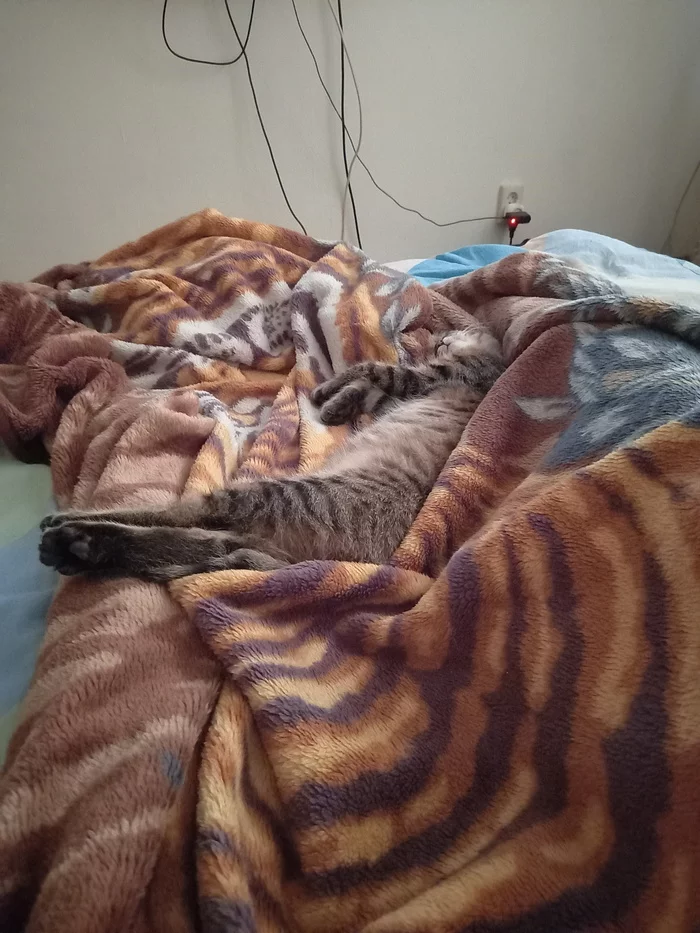Tiger^2 - My, cat, A blanket, Dream