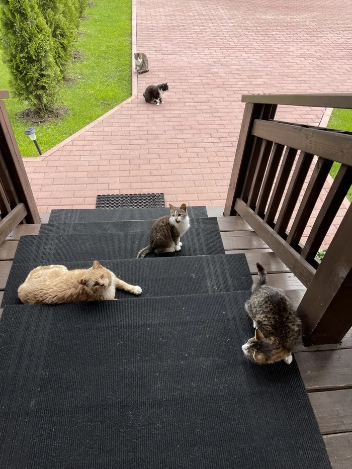 Our country gang - My, cat, Kittens, cat house, Dacha