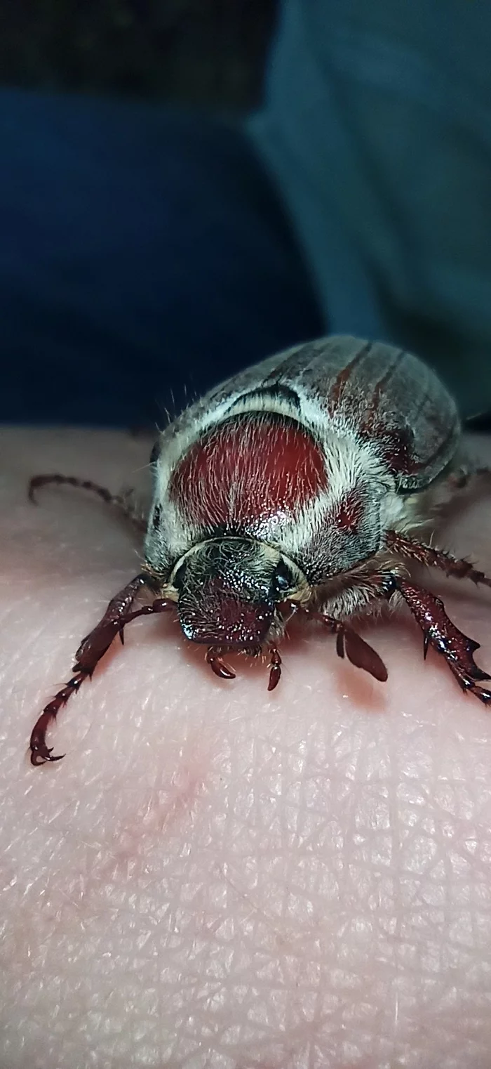 Fluffy - My, Macro photography, Chafer, Longpost