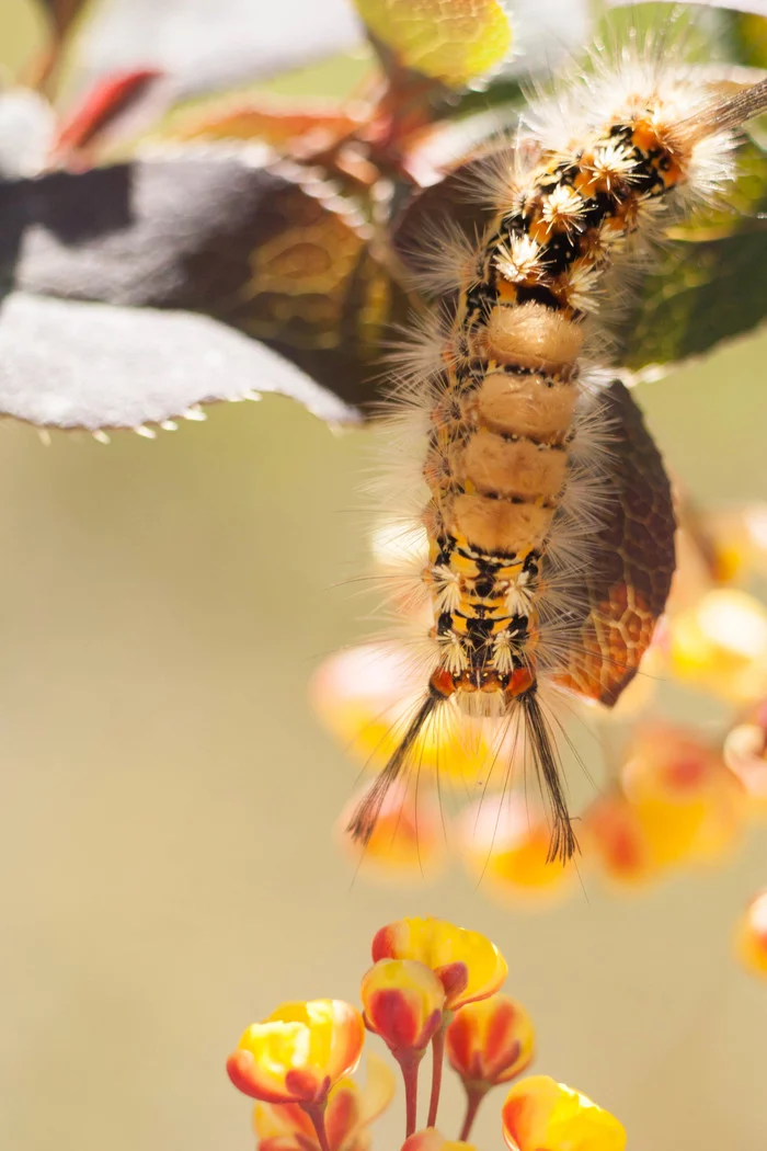 common brushtail - My, Caterpillar, Insects, Longpost