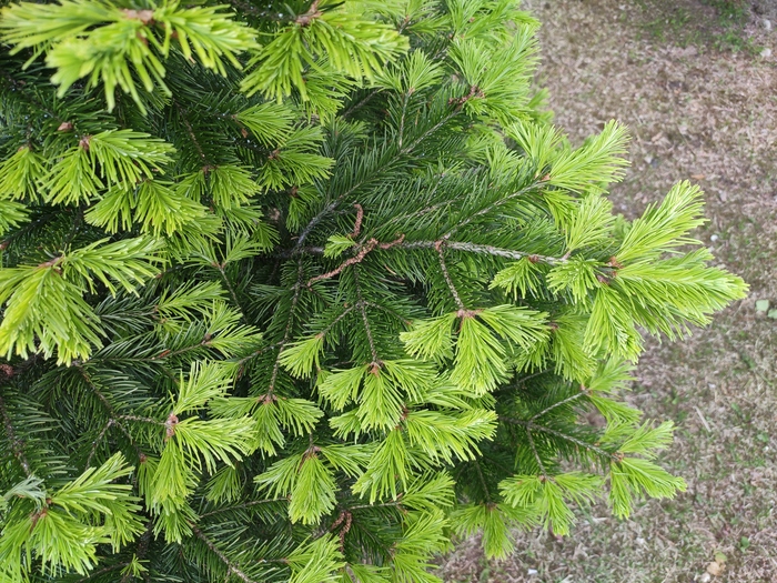 Обработка дерева