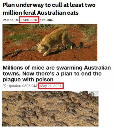 Australian cat and mouse games - cat, Mouse, Australia, news, Animals