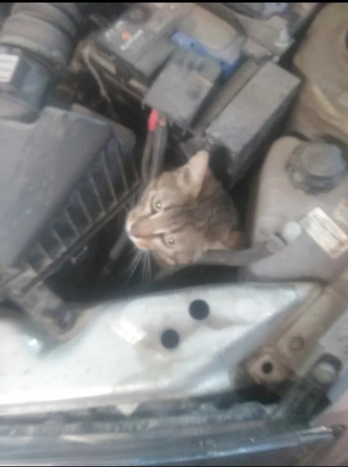 O! Hi !!! - My, cat, Car, Auto repair