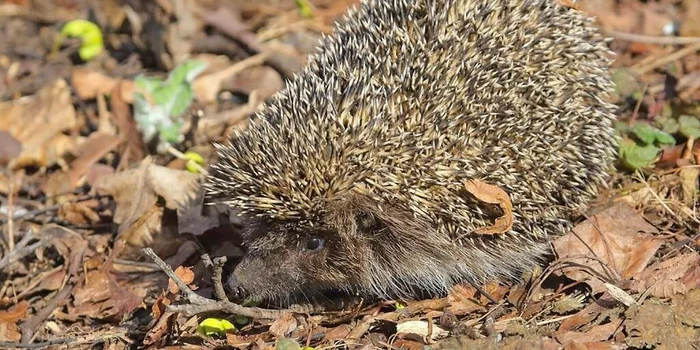 Rules for safe behavior with a hedgehog - Hedgehog, Animals, Safety, Longpost