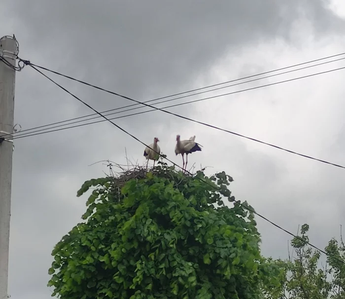 Photographed storks in the nest) - My, Stork, Video, Mobile photography