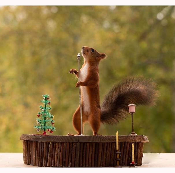 I'll sing right now! - Squirrel, Rodents, Scene, The photo