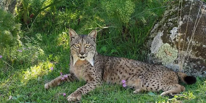 Iberian lynx population grows in Spain - Lynx, Pyrenean lynx, Small cats, Cat family, Predator, Wild animals, Spain, Reproduction, , Record, Rare view, Protection of Nature, Animals, Endemic, wildlife