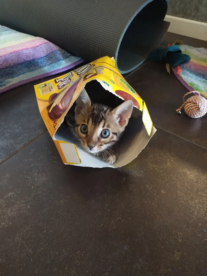 Chokopayka with bengal, biting! - My, Kittens, cat, Bengal cat, Choco pie, Box, Longpost