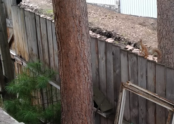 Tavern for squirrels - My, Squirrel, Building, Nature, With your own hands, Longpost, Dacha, Wild animals, Needlework with process