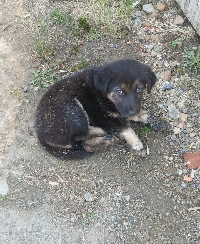 Rescuing a puppy that fell into fuel oil. Yekaterinburg - My, Puppies, Dog, Help, Yekaterinburg, A responsibility, Zheka, Fuel oil, Video, Longpost, No rating