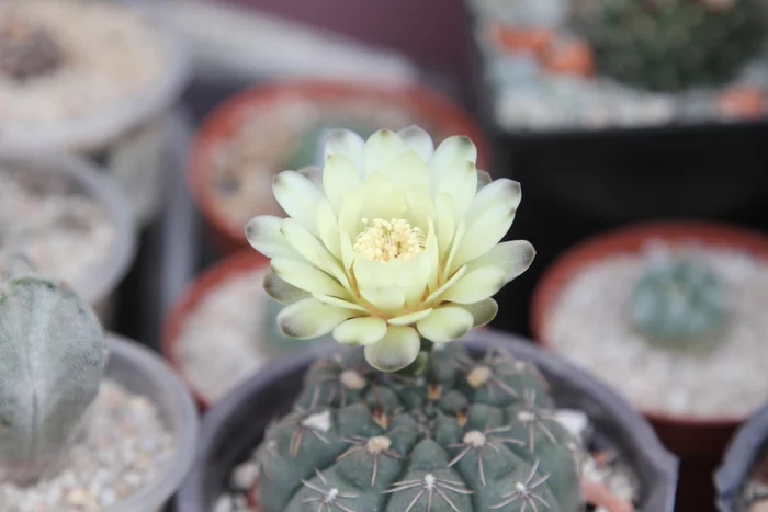 Cactus Gymnocalycium bloom - My, Blooming cacti, Cactus, Gymnocalycium, GIF