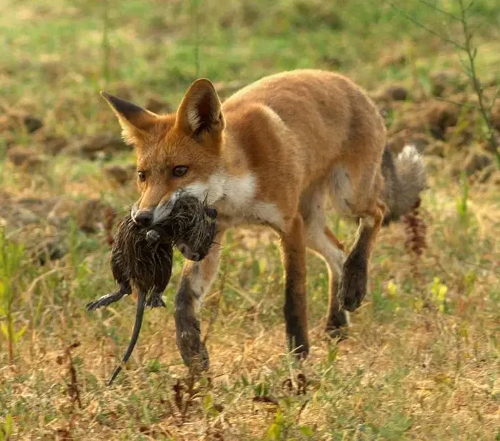 Рыжие лисицы активно опустошают австралийскую фауну Перевод, Дикие животные, Лиса, Экология, Австралия, Длиннопост