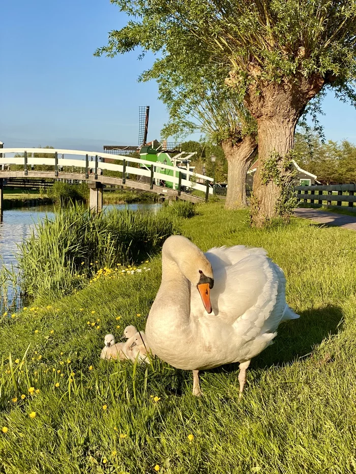 little family - My, Swans, Birds, Chick, Holland, , Netherlands, Mill, Netherlands (Holland)