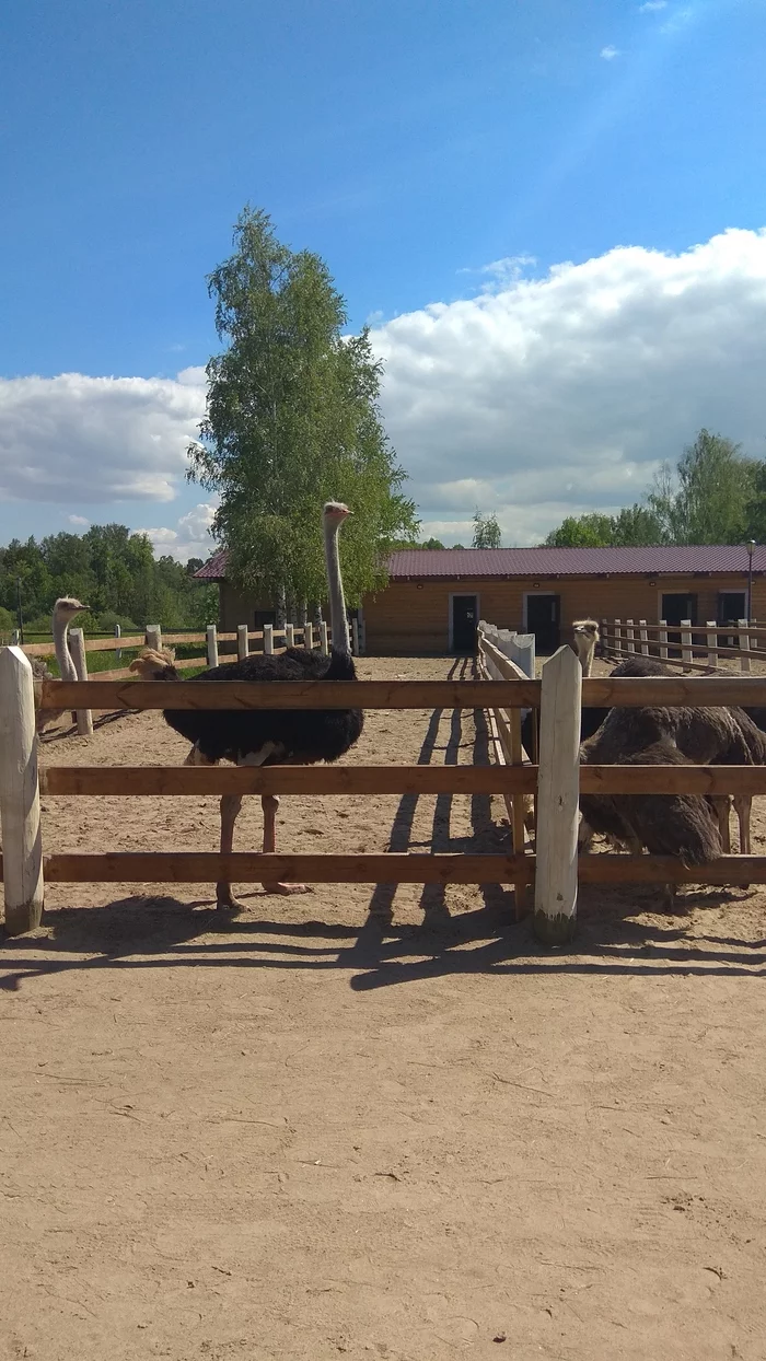 View ostriches - My, Ostrich, Saint Petersburg, Walk, Peterhof, Leningrad region