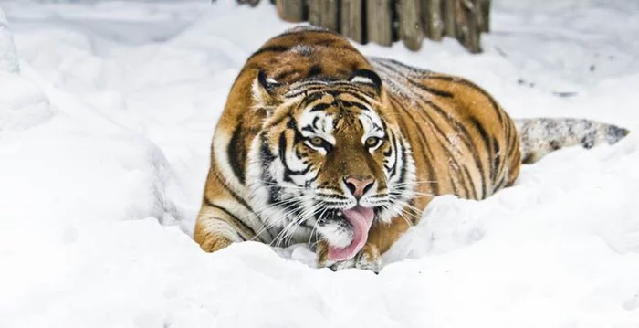 Amur tigress Tanya dies in Kaliningrad Zoo - Tiger, Amur tiger, Big cats, Cat family, Kaliningrad Zoo, Zoo, Animals, Death, , Negative, Oncology, Sadness, Sadness