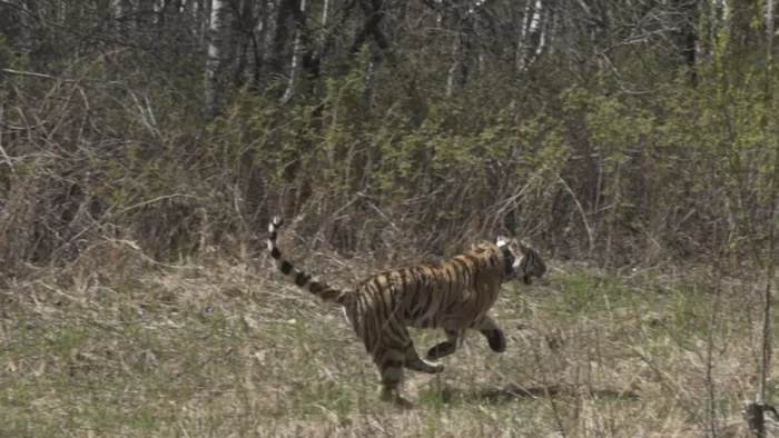 Already four days after the release, the tigress Sanda successfully hunted - Tiger, Amur tiger, Big cats, Cat family, Predator, Wild animals, wildlife, Дальний Восток, , Amur region, Animals, Adaptation, Longpost