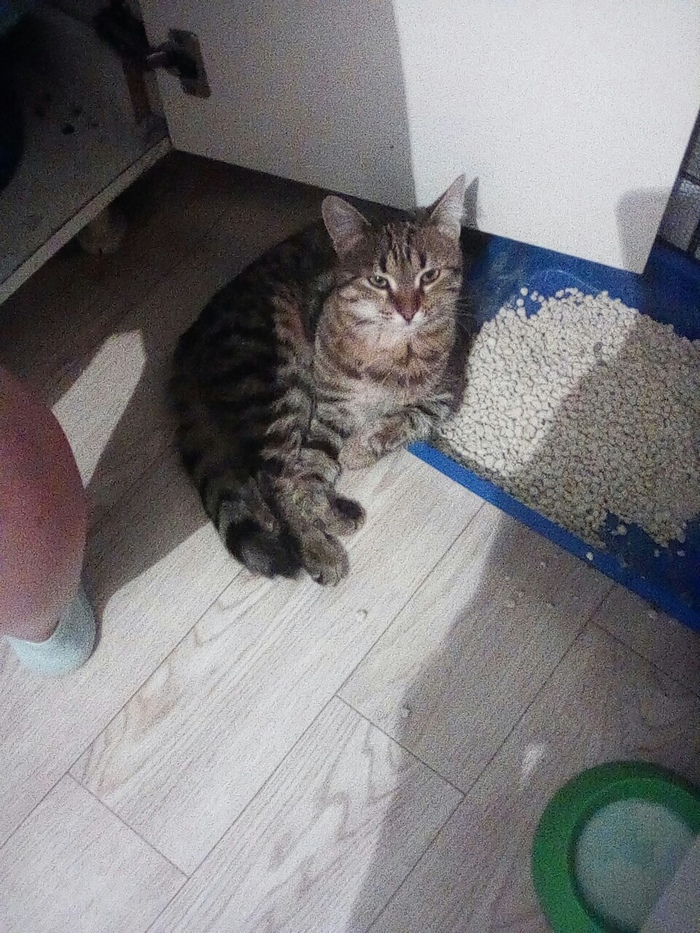 Так. Ну и кто украл мои какашки?