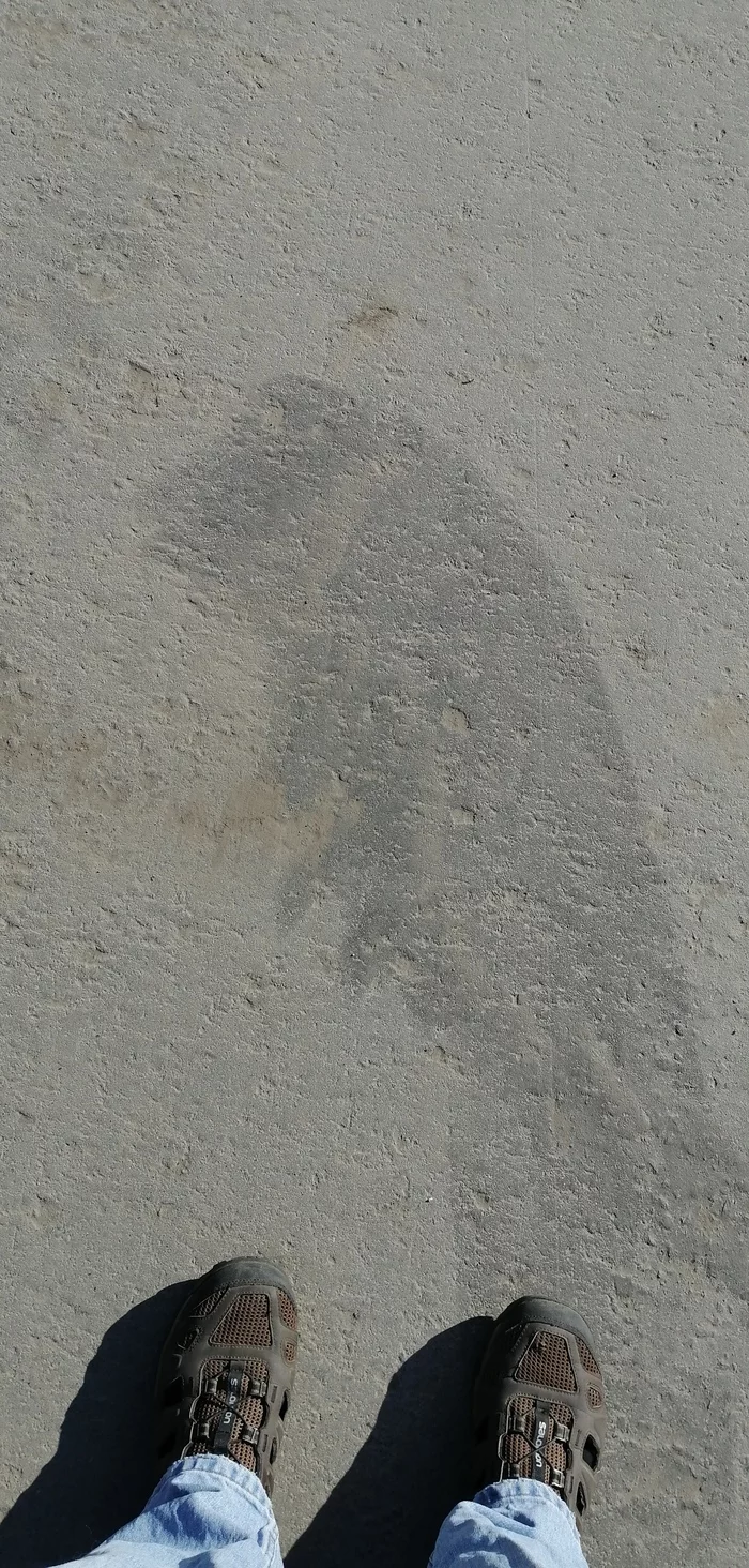 When even a bobcat draws a crow on a branch better than you - My, Asphalt, Drawing