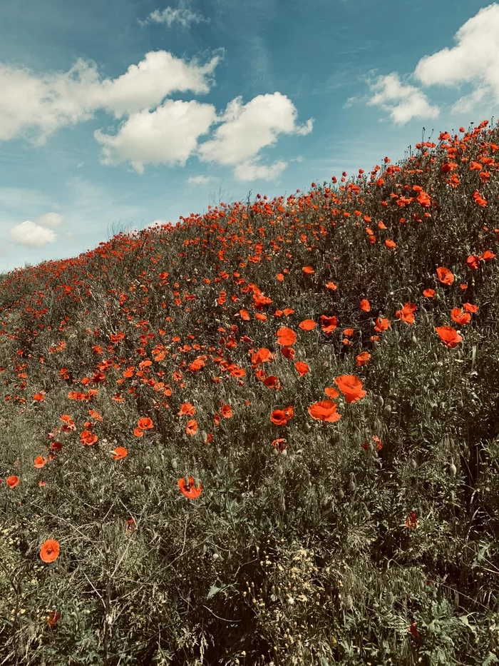 Summer - My, Mobile photography, Red Poppy, Nature, Field, Summer, Beginning photographer, Chamomile, Longpost